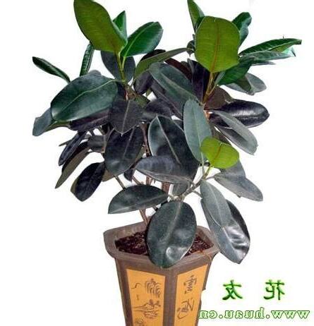 橡皮樹 風水
